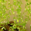 led درخت فرشته 30 50 10 گیاهی پیچک گریان برند ALSHOP کد 1753576570